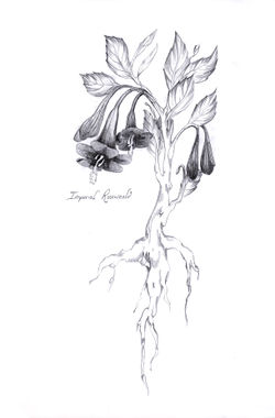 Imperial Roseweald.jpg