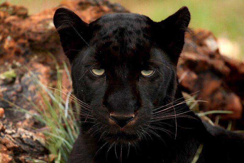 File:Black Panther.jpg