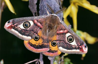 Rainbow Moth.jpg